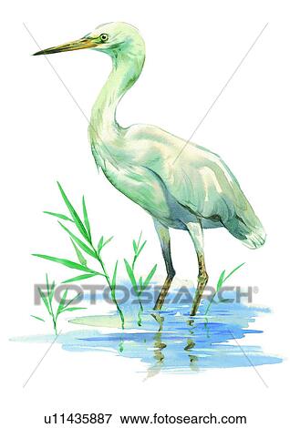 Stock Illustration - watercolor, painting, bird. Fotosearch