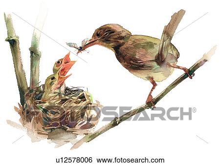 Stock Illustration - watercolor, painting, bird. Fotosearch