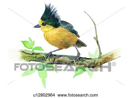 Stock Illustration - watercolor, painting, bird. Fotosearch