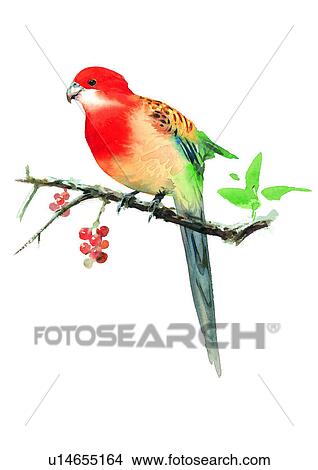 watercolor, painting, bird View Large Illustration Stock Illustration - watercolor, painting, bird. Fotosearch