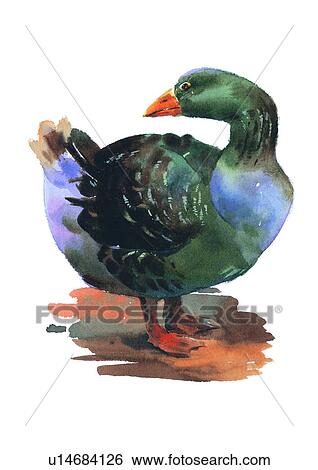 watercolor, painting, bird View Large Illustration Stock Illustration - watercolor, painting, bird. Fotosearch