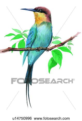 watercolor, painting, bird View Large Illustration Stock Illustration - watercolor, painting, bird. Fotosearch