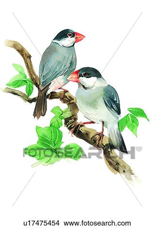 watercolor, painting, bird View Large Illustration Stock Illustration - watercolor, painting, bird. Fotosearch
