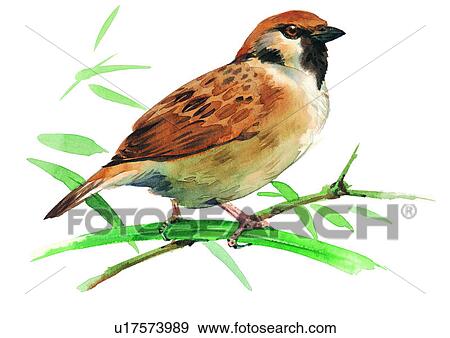 watercolor, painting, bird View Large Illustration Stock Illustration - watercolor, painting, bird. Fotosearch