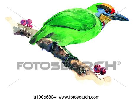 watercolor, painting, bird View Large Illustration Stock Illustration - watercolor, painting, bird. Fotosearch