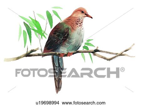 Stock Illustration - watercolor, painting, bird. Fotosearch