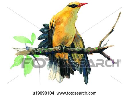 watercolor, painting, bird View Large Illustration Stock Illustration - watercolor, painting, bird. Fotosearch