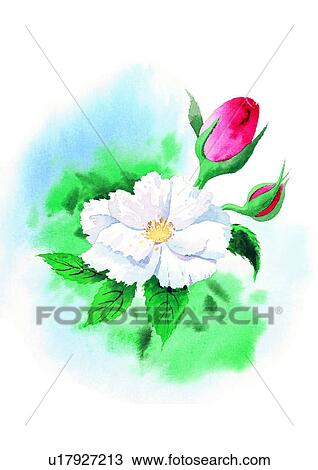 flower, plant, white, watercolor View Large Illustration Drawing - flower, plant, white, watercolor. Fotosearch