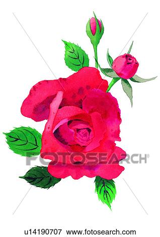 flower, red, watercolor, rose, plant View Large Illustration Stock Illustration - flower, red, watercolor, rose, plant. Fotosearch