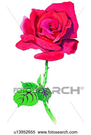 flower, rose, watercolor, red, plant View Large Illustration Stock Illustration - flower, rose, watercolor, red, plant. Fotosearch
