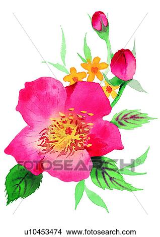 flower, watercolor, red, plant View Large Illustration Stock Illustration - flower, watercolor, red, plant. Fotosearch