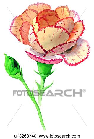 plant, flower, watercolor View Large Illustration Clipart - plant, flower, watercolor. Fotosearch