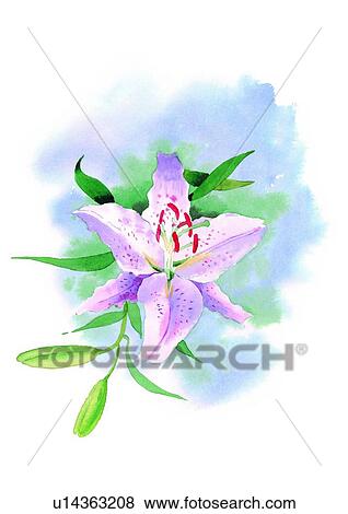 plant, flower, watercolor View Large Illustration Stock Illustration - plant, flower, watercolor. Fotosearch