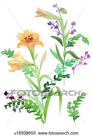 plant, watercolor, flower View Large Illustration Drawing - plant, watercolor, flower. Fotosearch