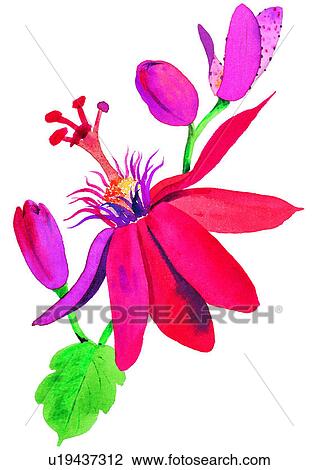 plant, watercolor, flower View Large Illustration Drawing - plant, watercolor, flower. Fotosearch