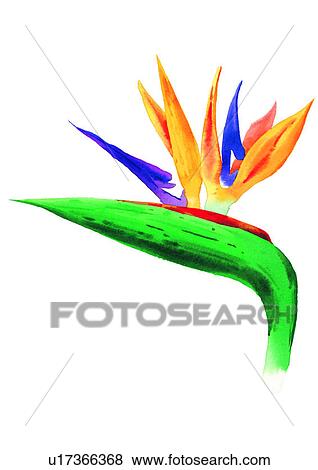 Stock Illustration - plant, watercolor, flower. Fotosearch