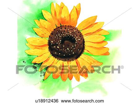 Stock Illustration - plant, yellow, flower, watercolor, sunflower. Fotosearch
