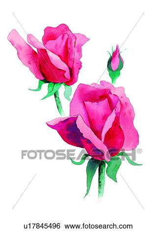 Stock Illustration - red, plant, watercolor, rose, flower. Fotosearch