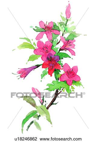 red, watercolor, flower, plant View Large Illustration Drawing - red, watercolor, flower, plant. Fotosearch