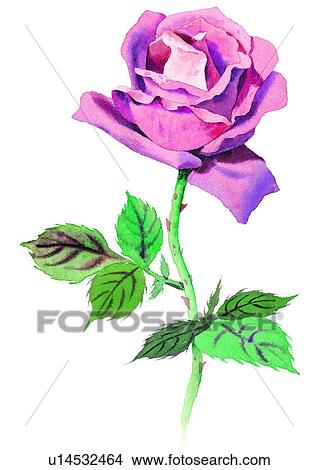 Stock Illustration - rose, flower, plant, watercolor, red. Fotosearch