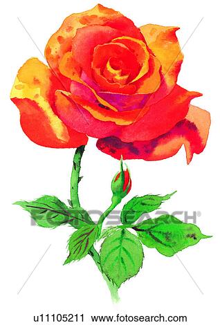 watercolor, flower, plant, red, rose View Large Illustration Clip Art - watercolor, flower, plant, red, rose. Fotosearch