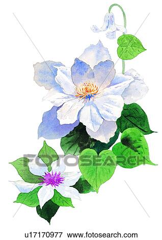 Stock Illustration - watercolor, flower, plant. Fotosearch