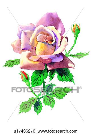 watercolor, flower, plant View Large Illustration Stock Illustration - watercolor, flower, plant. Fotosearch