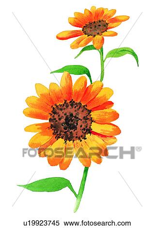watercolor, flower, plant View Large Illustration Stock Illustration - watercolor, flower, plant. Fotosearch