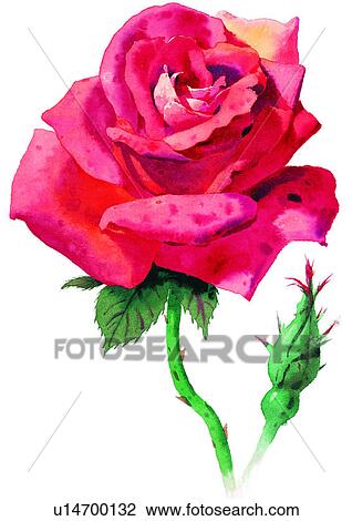 watercolor, plant, flower View Large Illustration Drawing - watercolor, plant, flower. Fotosearch