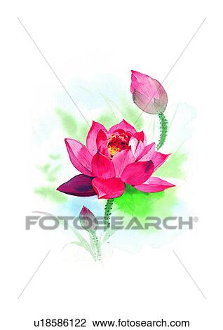 Drawing - watercolor, plant, flower. Fotosearch