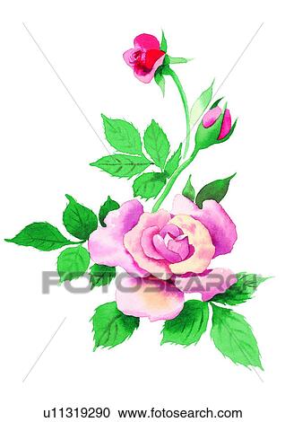 watercolor, plant, flower, pink View Large Illustration Clipart - watercolor, plant, flower, pink. Fotosearch