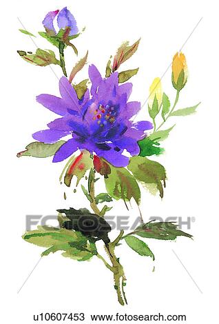 Drawing - watercolor, plant, flower, purple. Fotosearch