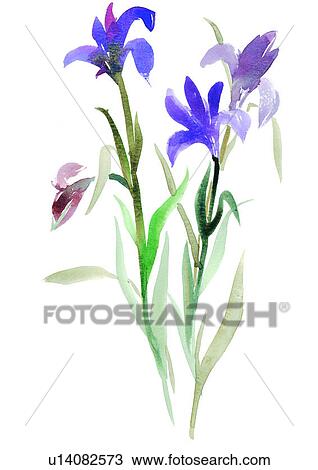 watercolor, plant, flower, purple View Large Illustration Drawing - watercolor, plant, flower, purple. Fotosearch