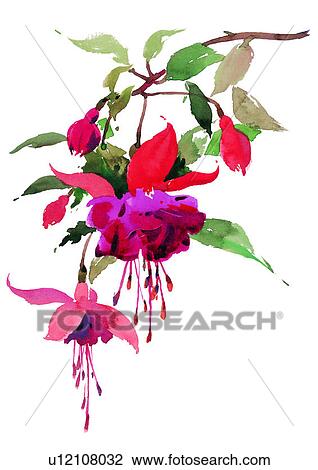 watercolor, plant, flower, red View Large Illustration Drawing - watercolor, plant, flower, red. Fotosearch