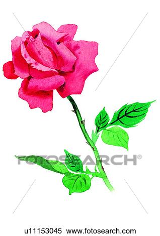 watercolor, plant, flower, red, rose View Large Illustration Stock Illustration - watercolor, plant, flower, red, rose. Fotosearch