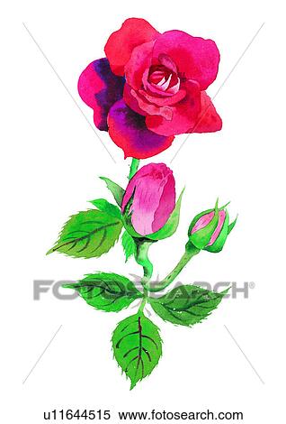 watercolor, plant, flower, red, rose View Large Illustration Stock Illustration - watercolor, plant, flower, red, rose. Fotosearch