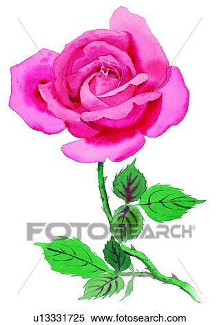Stock Illustration - watercolor, plant, flower, red, rose. Fotosearch