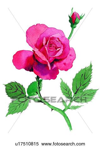 watercolor, plant, flower, red, rose View Large Illustration Stock Illustration - watercolor, plant, flower, red, rose. Fotosearch