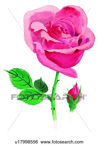 watercolor, plant, flower, red, rose View Large Illustration Stock Illustration - watercolor, plant, flower, red, rose. Fotosearch