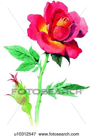 Stock Illustration - watercolor, plant, flower. Fotosearch
