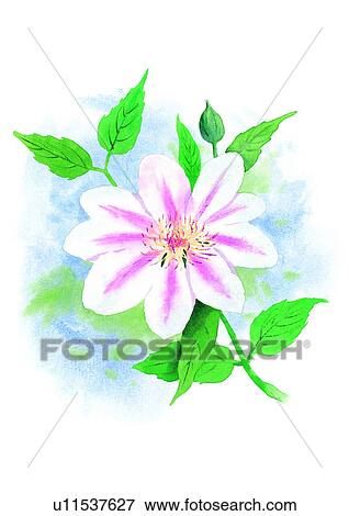 Stock Illustration - watercolor, plant, flower. Fotosearch