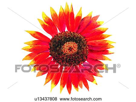 watercolor, plant, flower View Large Illustration Stock Illustration - watercolor, plant, flower. Fotosearch