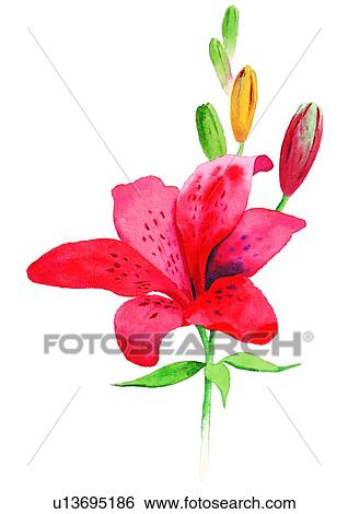 watercolor, plant, flower View Large Illustration Stock Illustration - watercolor, plant, flower. Fotosearch