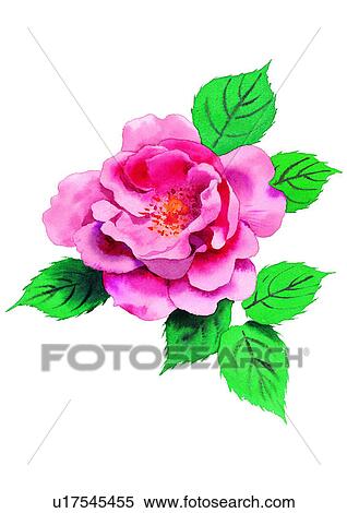 watercolor, plant, flower View Large Illustration Stock Illustration - watercolor, plant, flower. Fotosearch