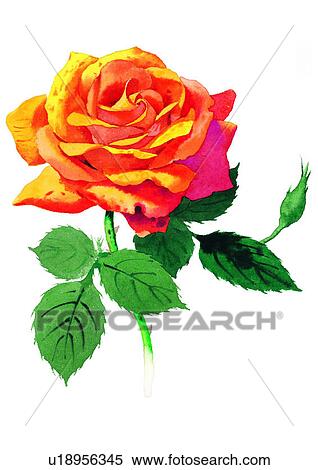 watercolor, plant, flower View Large Illustration Stock Illustration - watercolor, plant, flower. Fotosearch