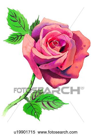 watercolor, plant, flower View Large Illustration Stock Illustration - watercolor, plant, flower. Fotosearch
