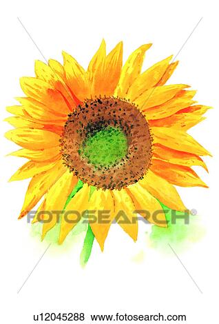 watercolor, plant, flower, yellow, sunflower View Large Illustration Stock Illustration - watercolor, plant, flower, yellow, sunflower. Fotosearch