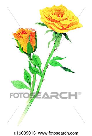 watercolor, plant, yellow, flower View Large Illustration Drawing - watercolor, plant, yellow, flower. Fotosearch