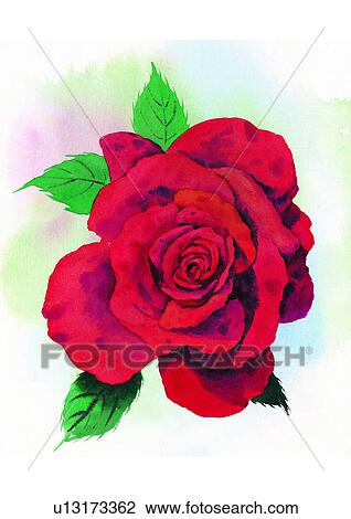 watercolor, red, flower, rose, plant View Large Illustration Drawing - watercolor, red, flower, rose, plant. Fotosearch