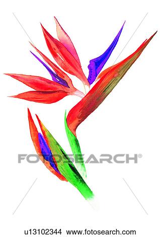Stock Illustration - watercolor, red, plant, flower, orange. Fotosearch